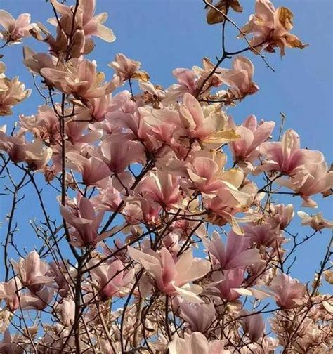 玉兰花树风水|玉兰花树的风水禁忌（玉兰花的寓意和风水）